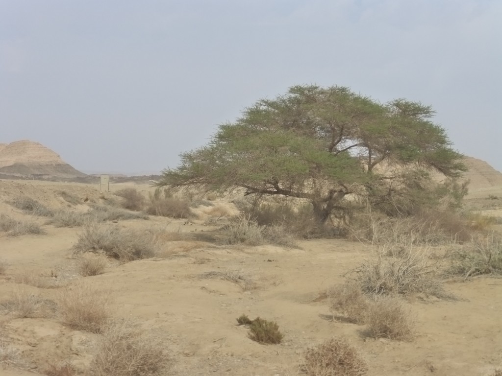 Uma das poucas árvores no Ramon Machtesh