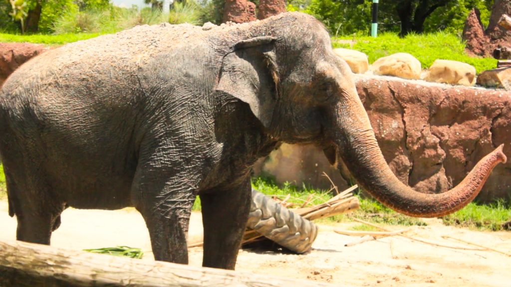 Elefantes, parte da África no Busch Gardens