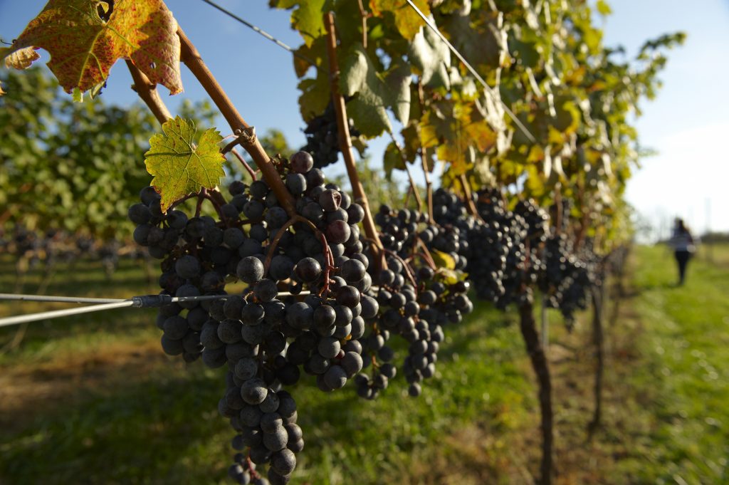 Sunset Hills Vineyard