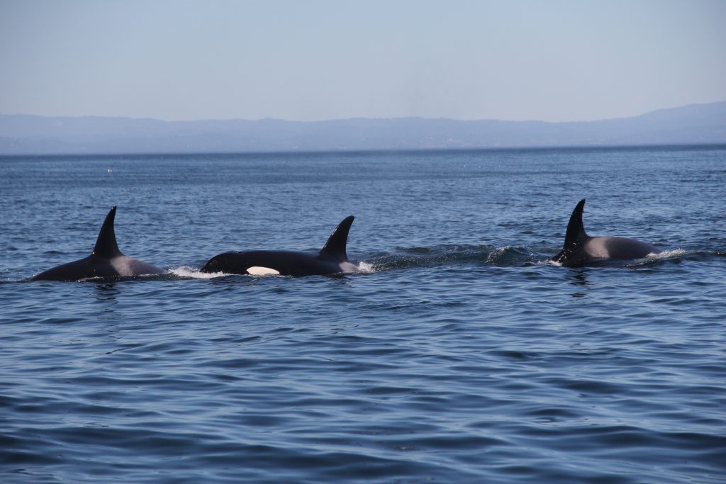 Grupo de cetáceos também visto na costa da cidade californiana