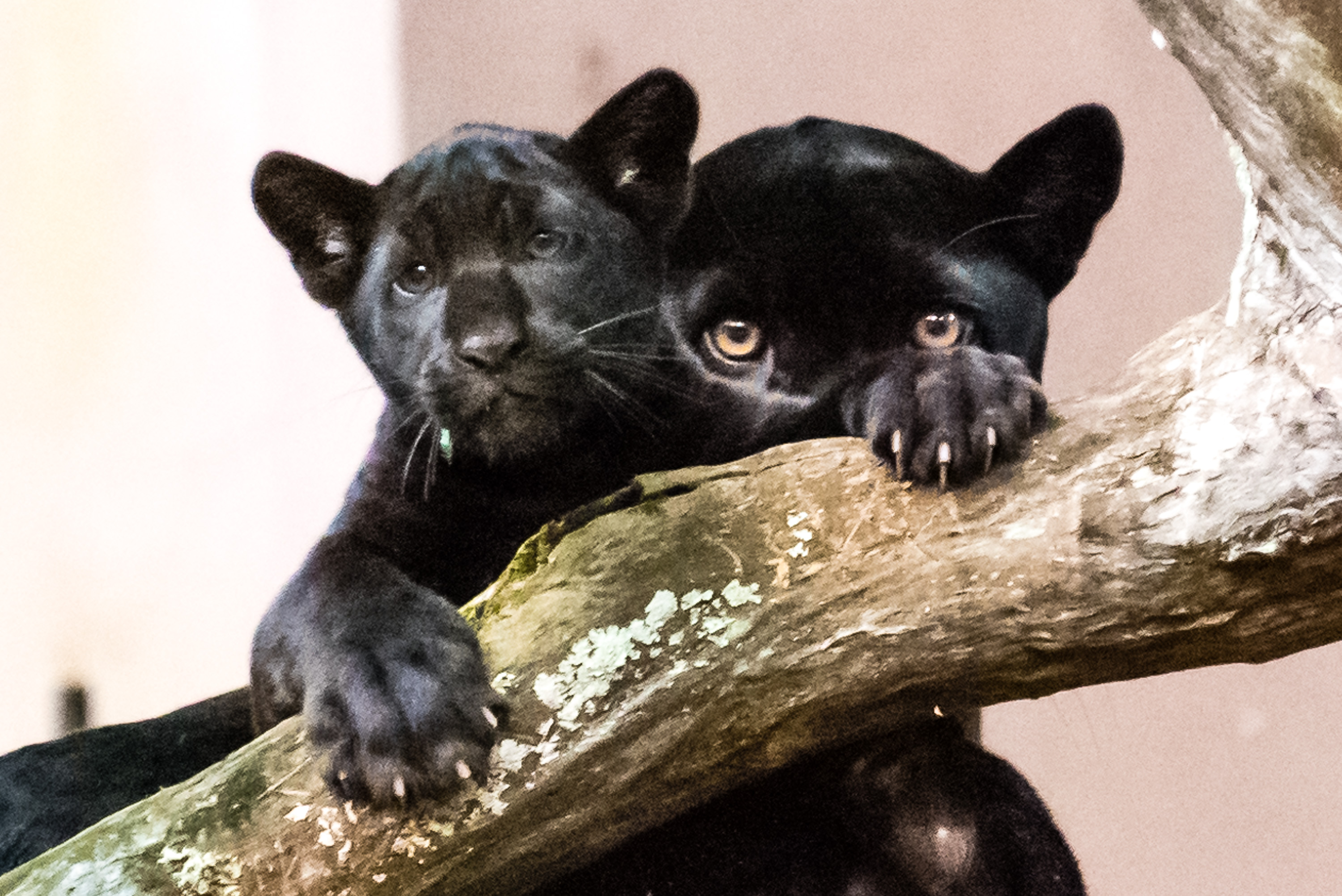 Bebê onça-pintada faz a alegria em Itaipu - TurismoETC