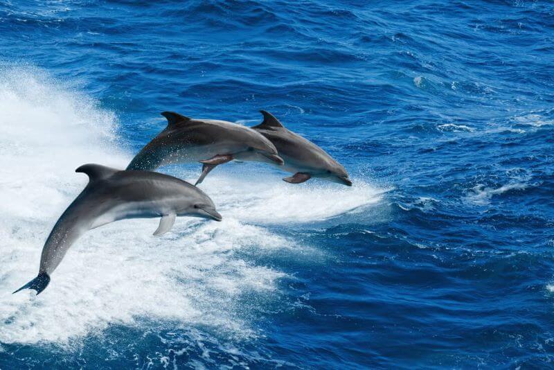 Observação de golfinhos em Clearwater Beach | TurismoETC