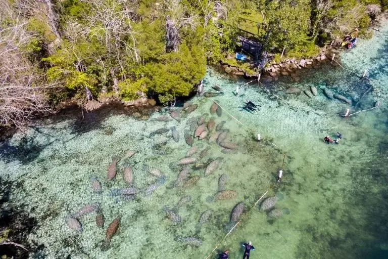 O que fazer na Flórida - Nado com os peixes-boi. | TurismoETC